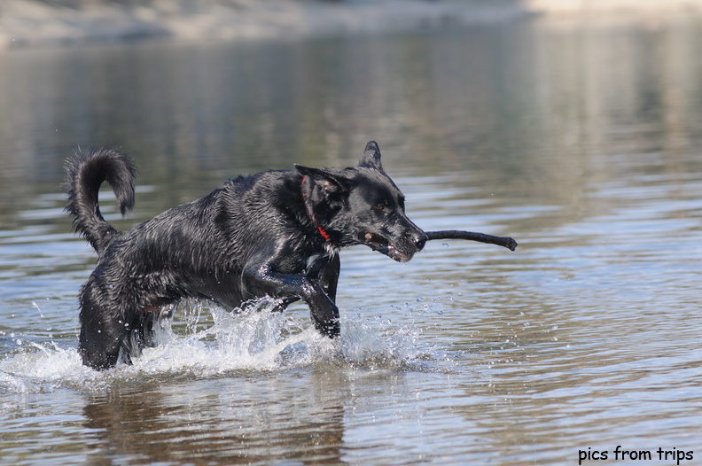 leaping through the water2011d03c153.jpg